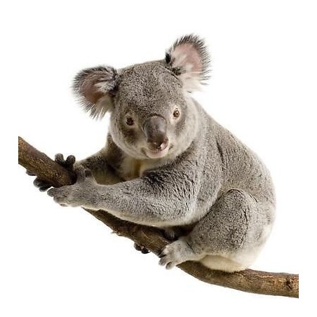 Sticker animal Koala 30x28cm