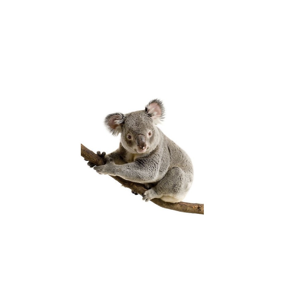 Sticker animal Koala 100x95cm