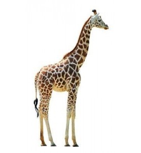 Sticker animal Girafe 72x130cm