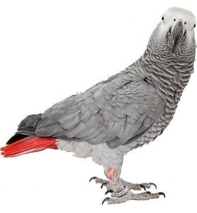 Sticker perroquet gris du Gabon