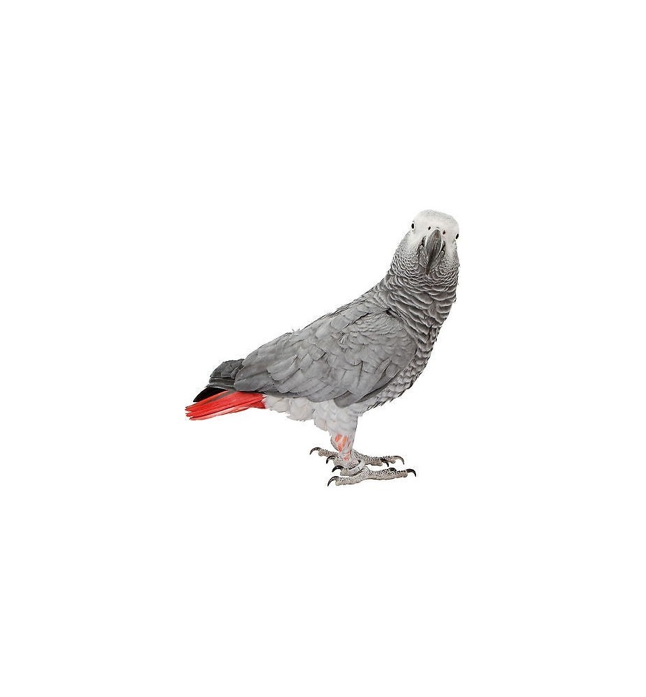 Sticker perroquet gris du Gabon